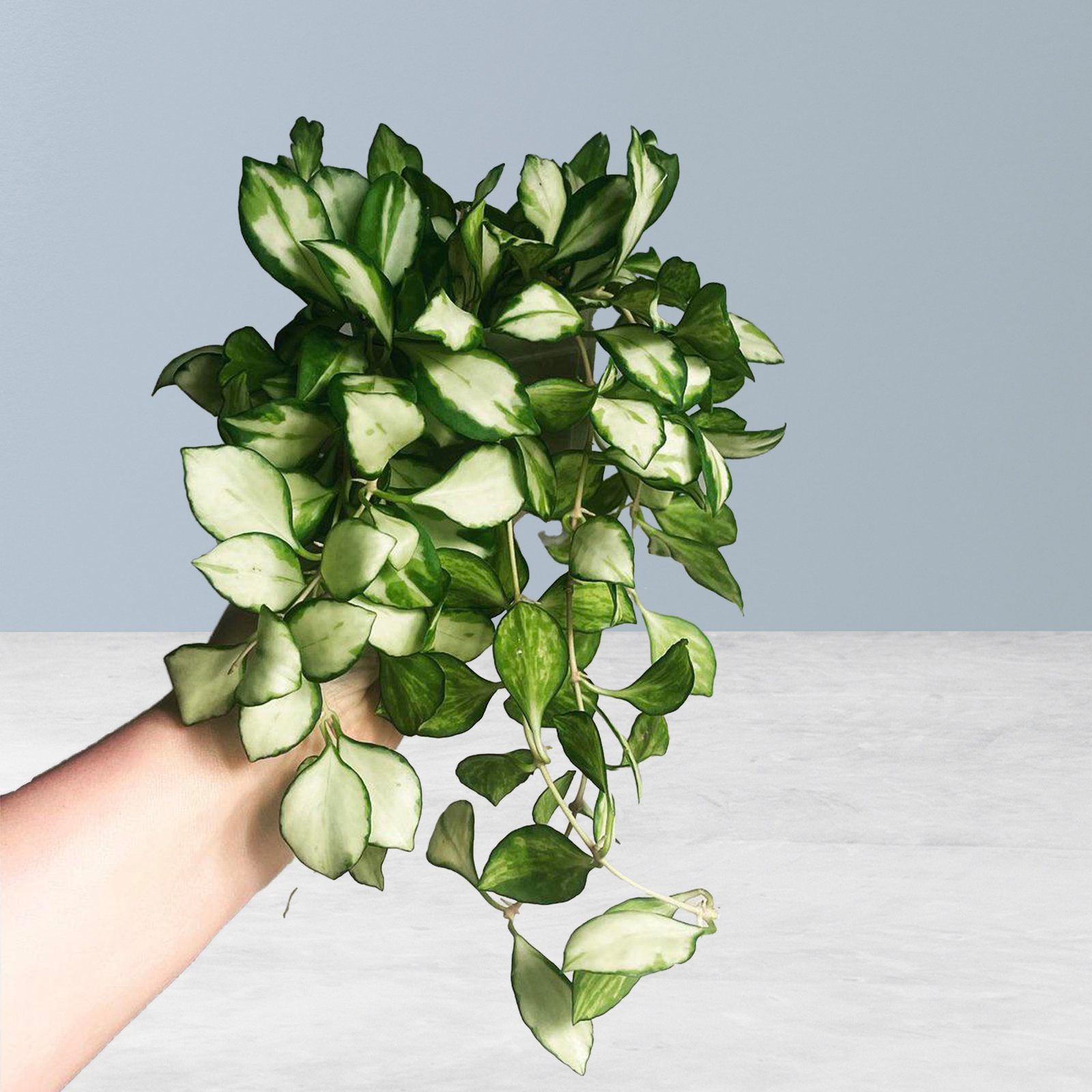 Hoya Heuschkeliana Green